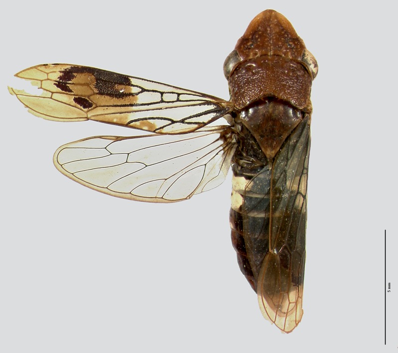 Homalodisca ichthyocephala