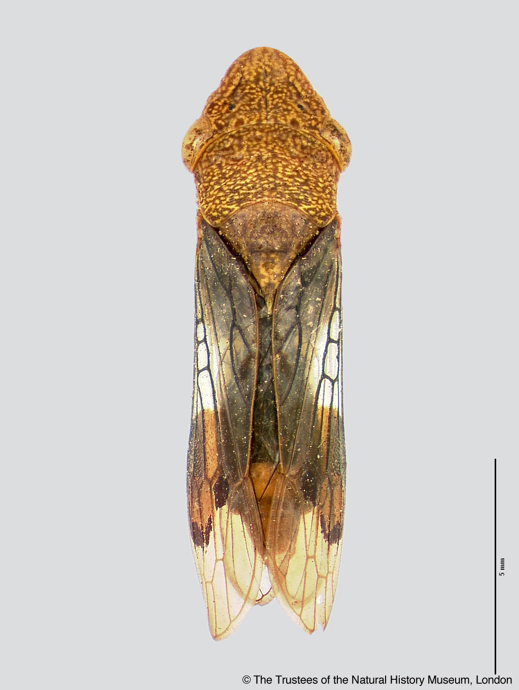 Homalodisca admittens