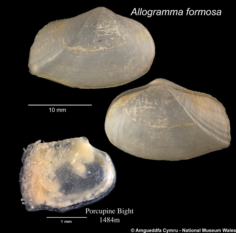 Allogramma formosa (Jeffreys, 1882)