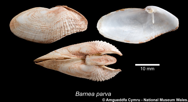 Barnea parva (Pennant, 1777)