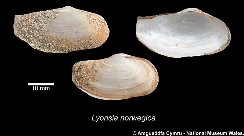 Lyonsia norwegica (Gmelin, 1791)