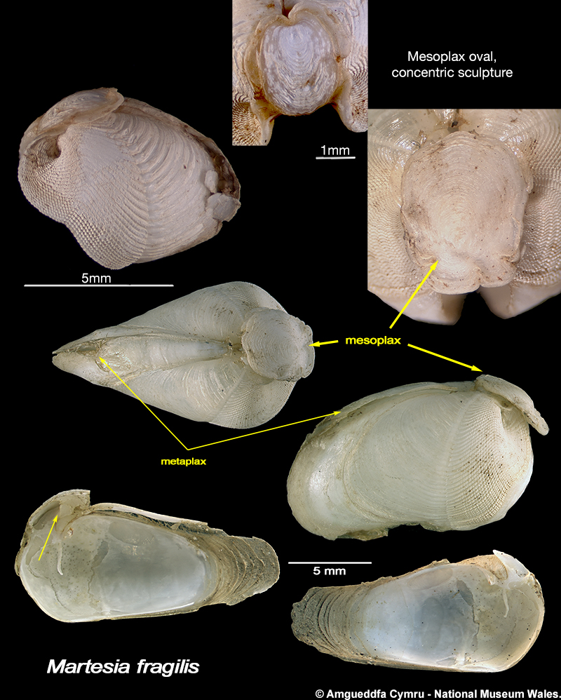 Martesia fragilis Verril & Bush, 1898