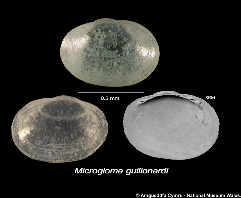 Microgloma guilonardi (Hoeksema, 1993)