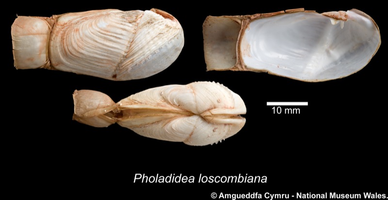 Pholadidea loscombiana Turton, 1819