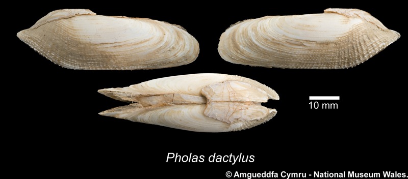 Pholas dactylus Linnaeus, 1758