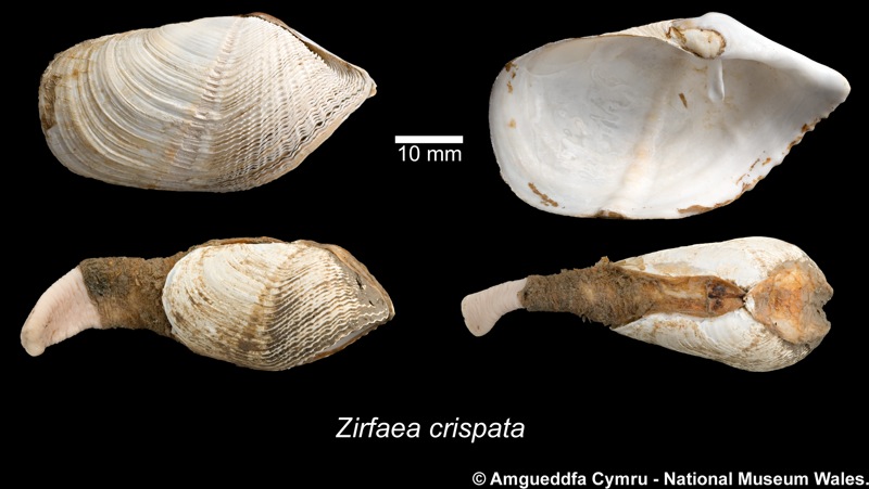 Zirfaea crispata (Linnaeus, 1758)