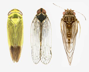 vectors of plant diseases