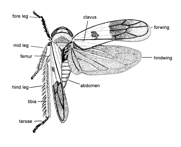 Cicadomorpha