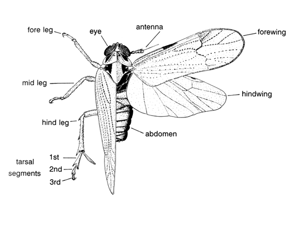 Cicadomorpha