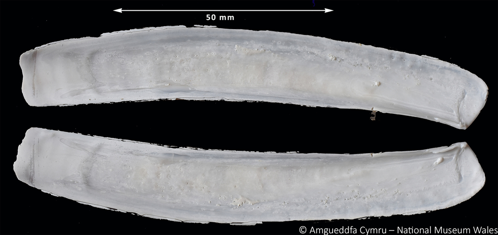 Ensis terranovensis Vierna & Martînez-Lage, 2012