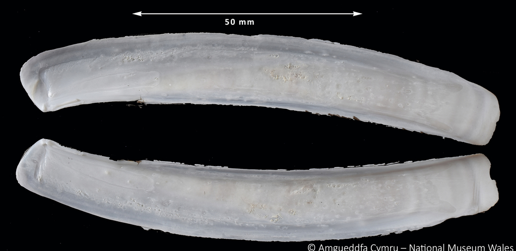 Ensis terranovensis Vierna & Martînez-Lage, 2012