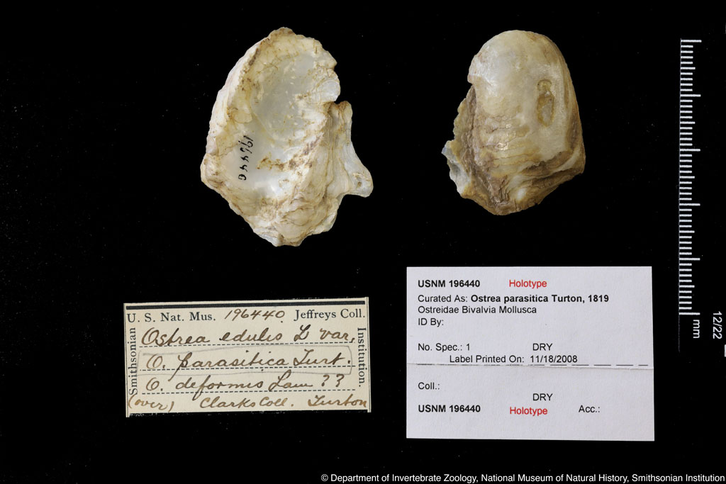 Ostrea edulis Linnaeus,1758