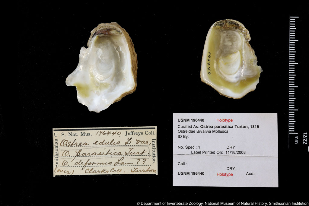 Ostrea edulis Linnaeus,1758