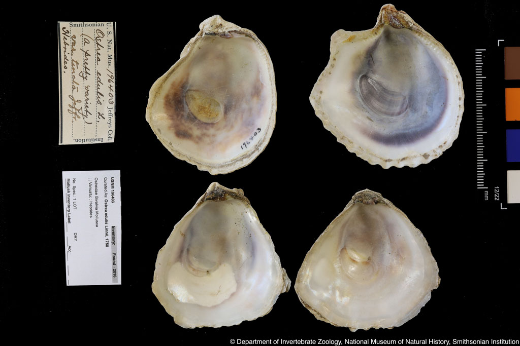 Ostrea edulis Linnaeus,1758