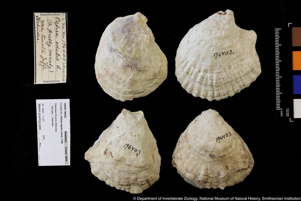 Ostrea edulis Linnaeus,1758