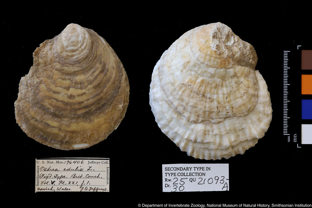 Ostrea edulis Linnaeus,1758