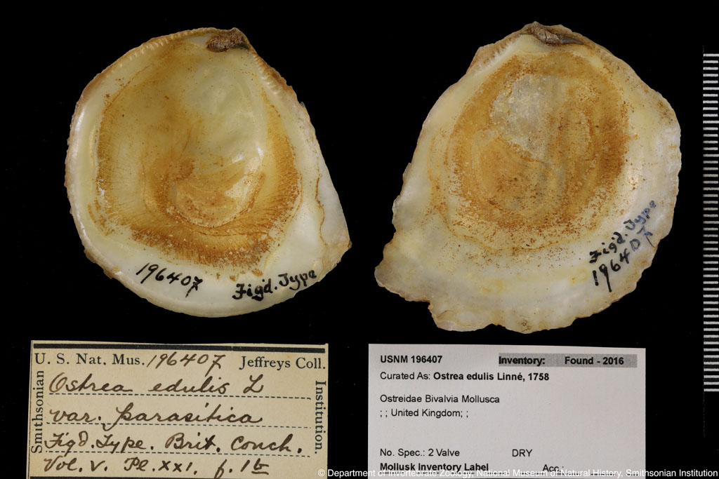 Ostrea edulis Linnaeus,1758