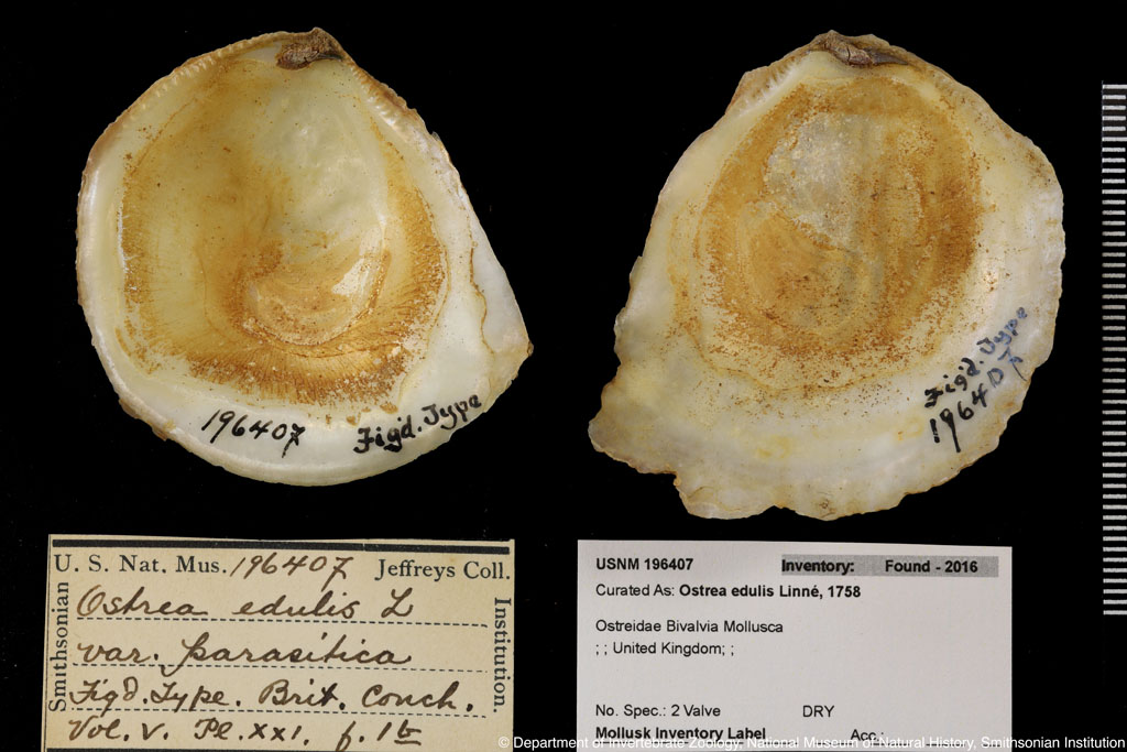 Ostrea edulis Linnaeus,1758