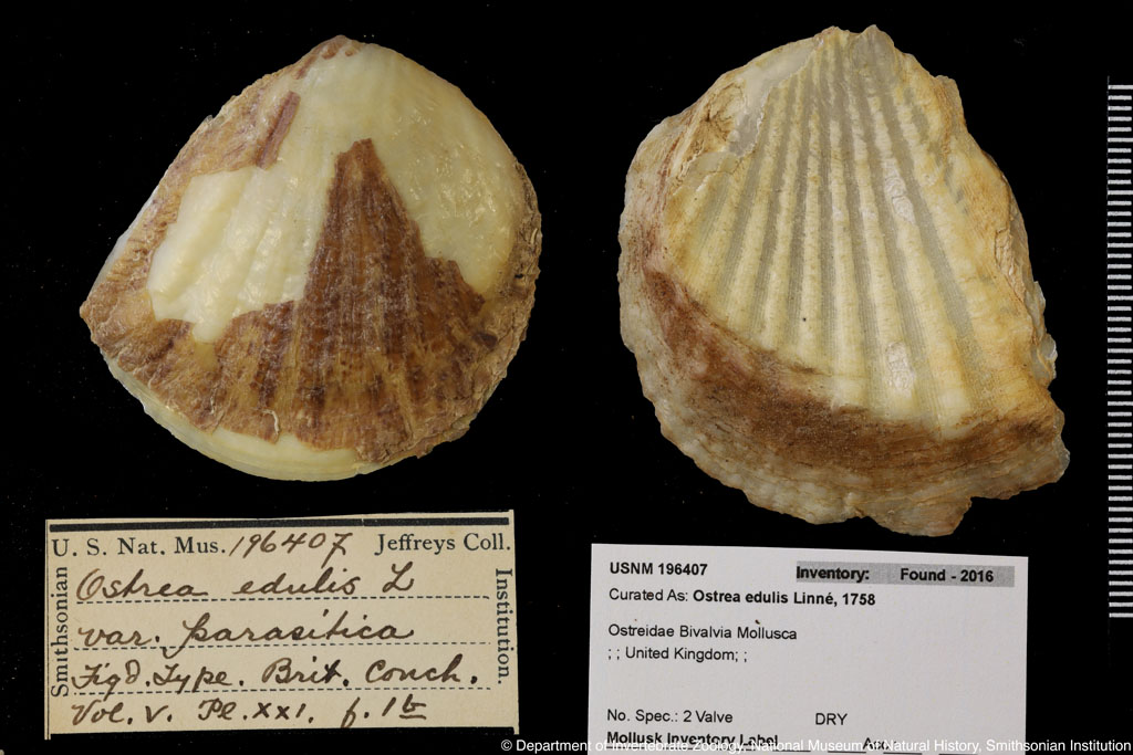 Ostrea edulis Linnaeus,1758