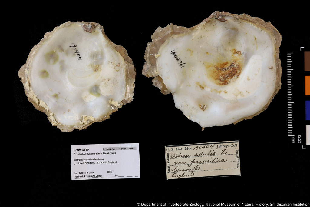 Ostrea edulis Linnaeus,1758