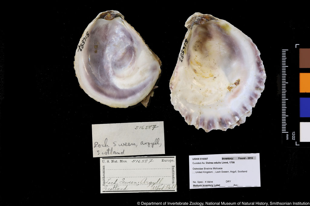 Ostrea edulis Linnaeus,1758