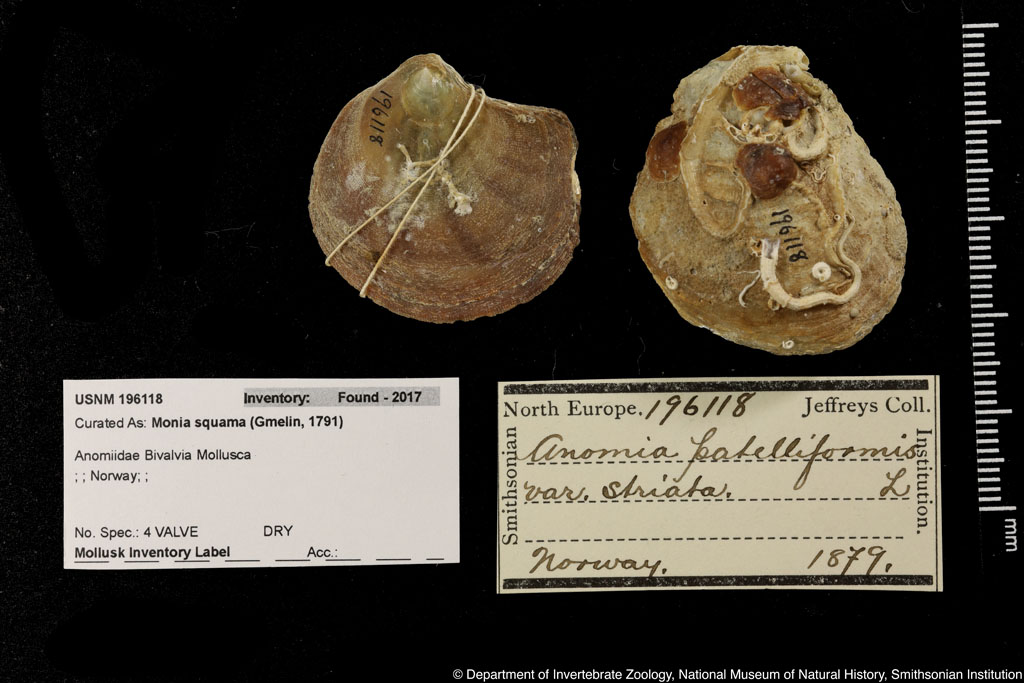 Pododesmus patelliformis (Linnaeus, 1761)