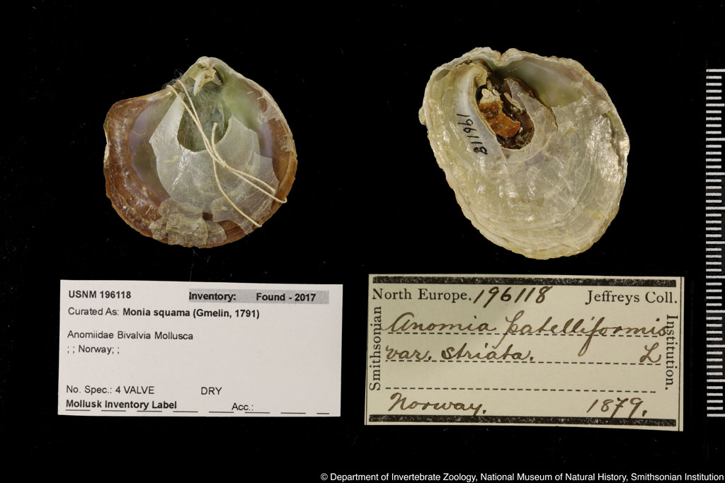 Pododesmus patelliformis (Linnaeus, 1761)