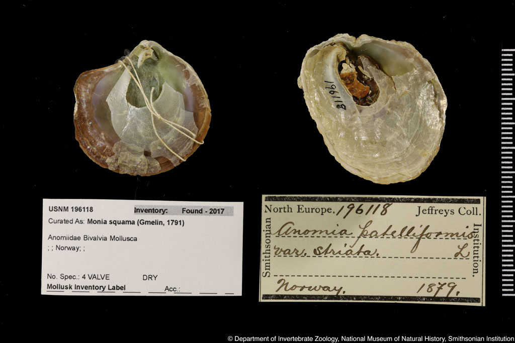 Pododesmus patelliformis (Linnaeus, 1761)