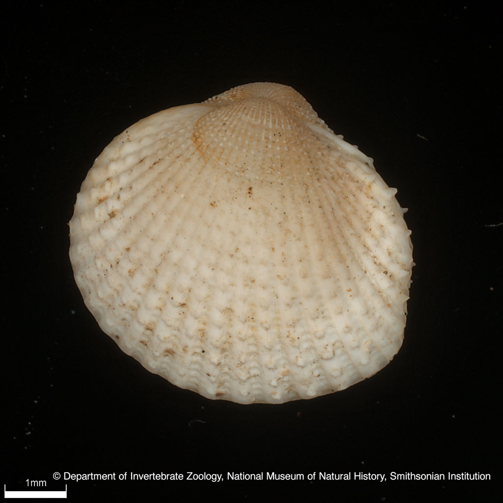 Parvicardium scabrum (Philippi, 1844)