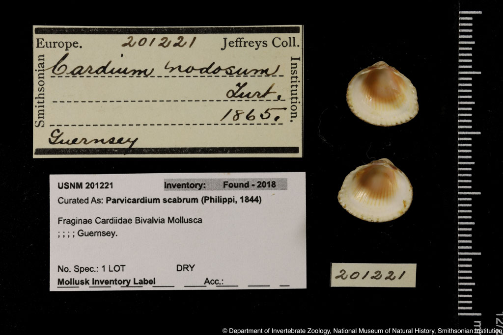 Parvicardium scabrum (Philippi, 1844)