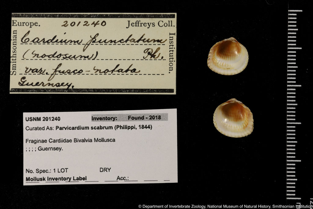 Parvicardium scabrum (Philippi, 1844)