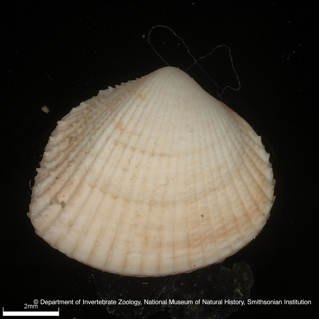 Parvicardium scabrum (Philippi, 1844)