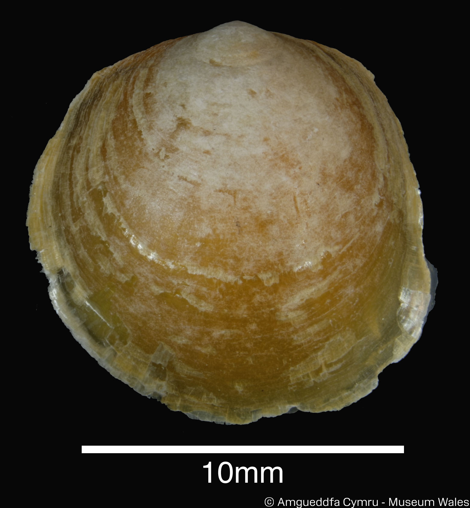 Anomia simplex d’Orbigny, 1853