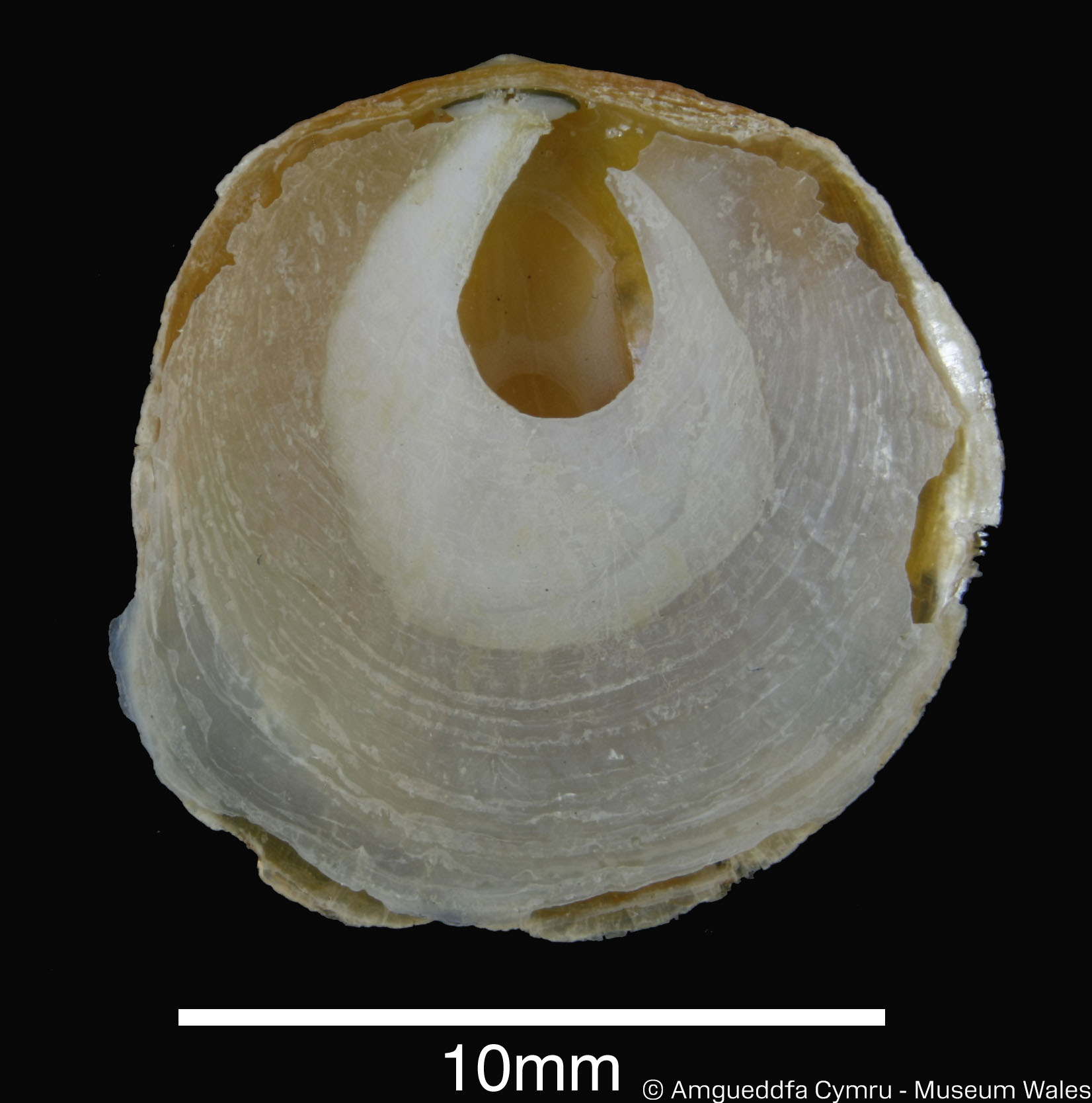 Anomia simplex d’Orbigny, 1853