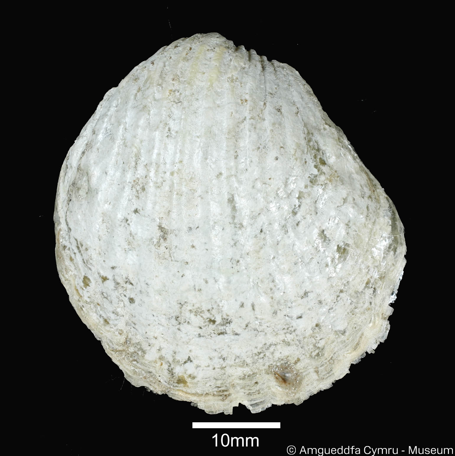 Anomia simplex d’Orbigny, 1853