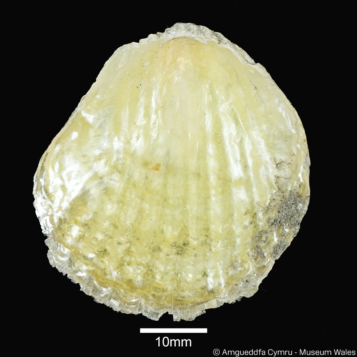 Anomia simplex d’Orbigny, 1853