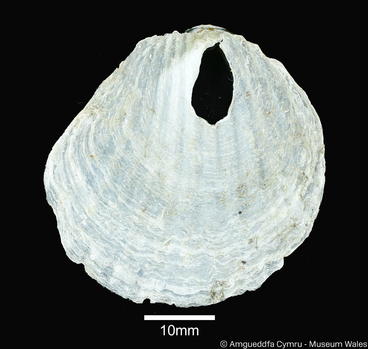 Anomia simplex d’Orbigny, 1853