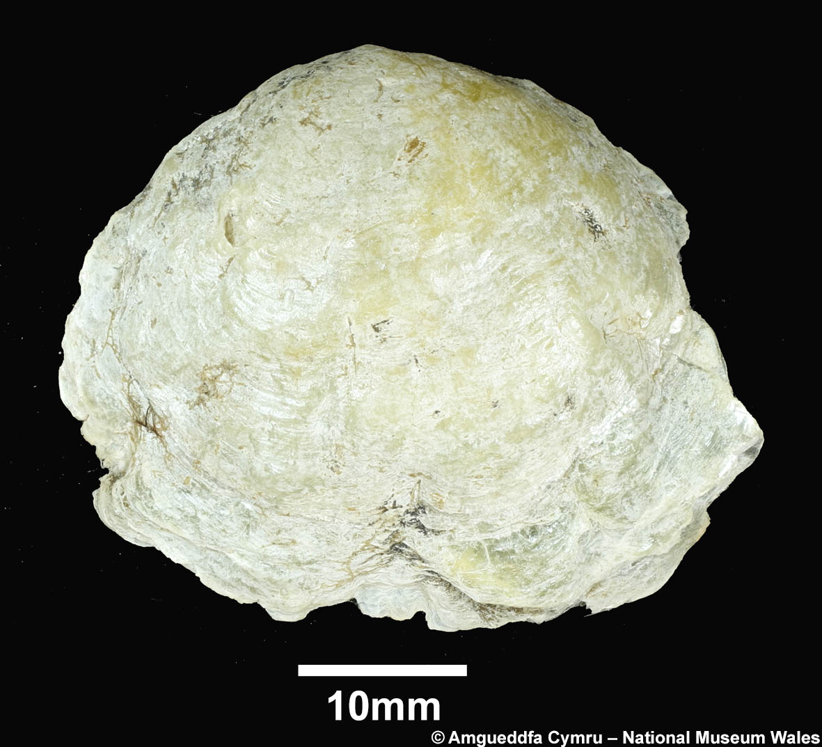 Anomia simplex d’Orbigny, 1853