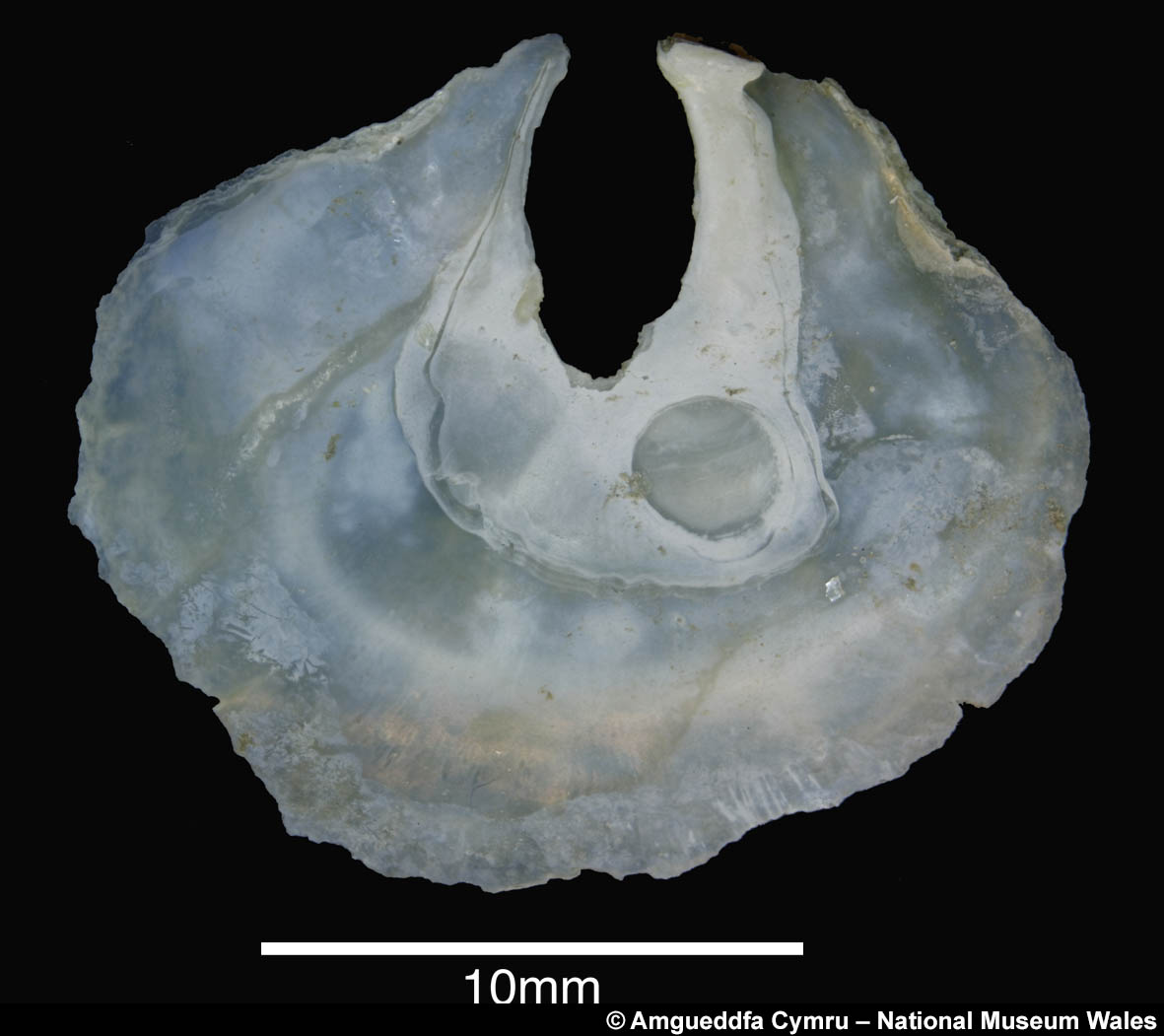 Anomia simplex d’Orbigny, 1853