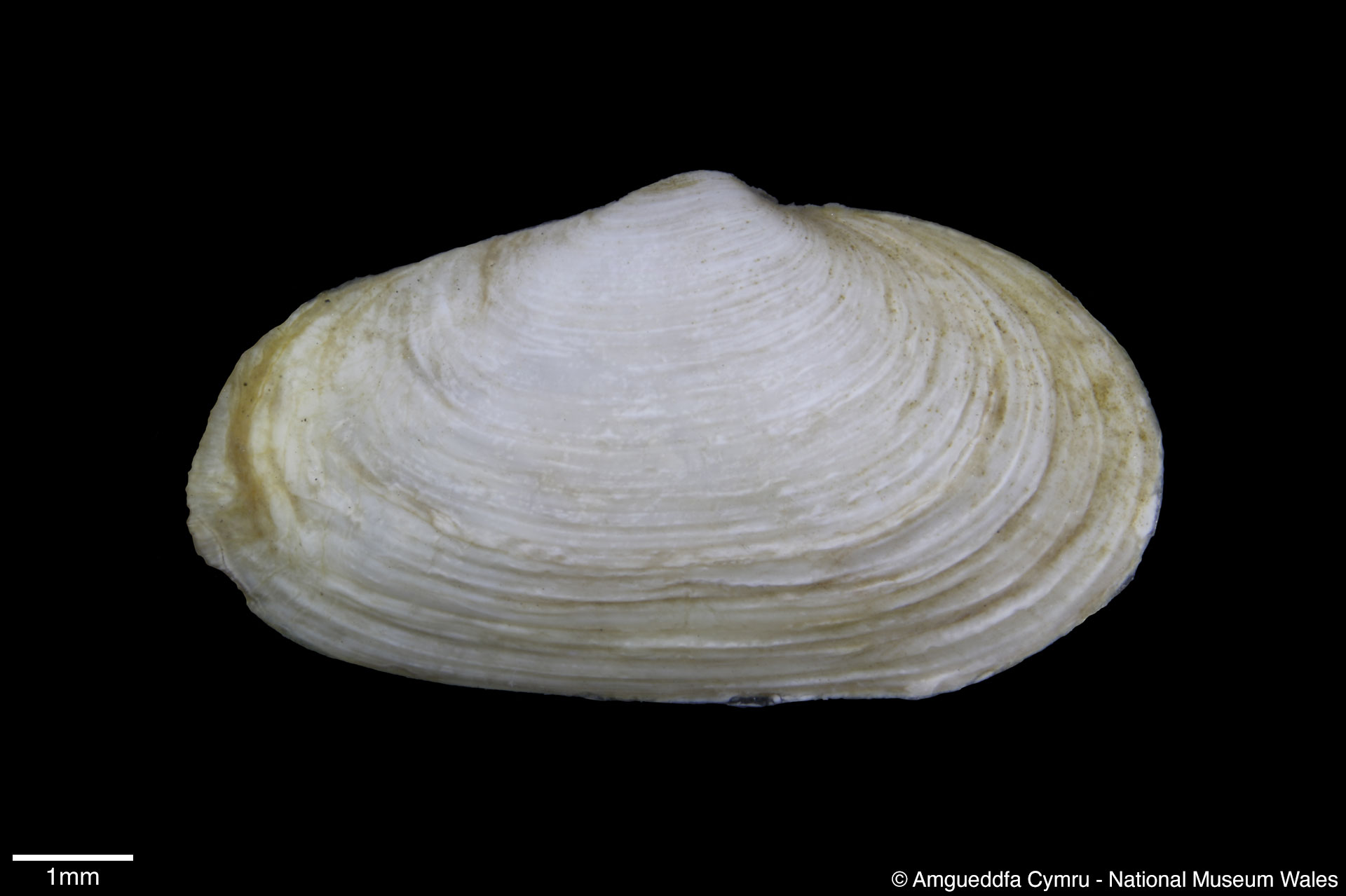 Mya arenaria Linnaeus, 1758