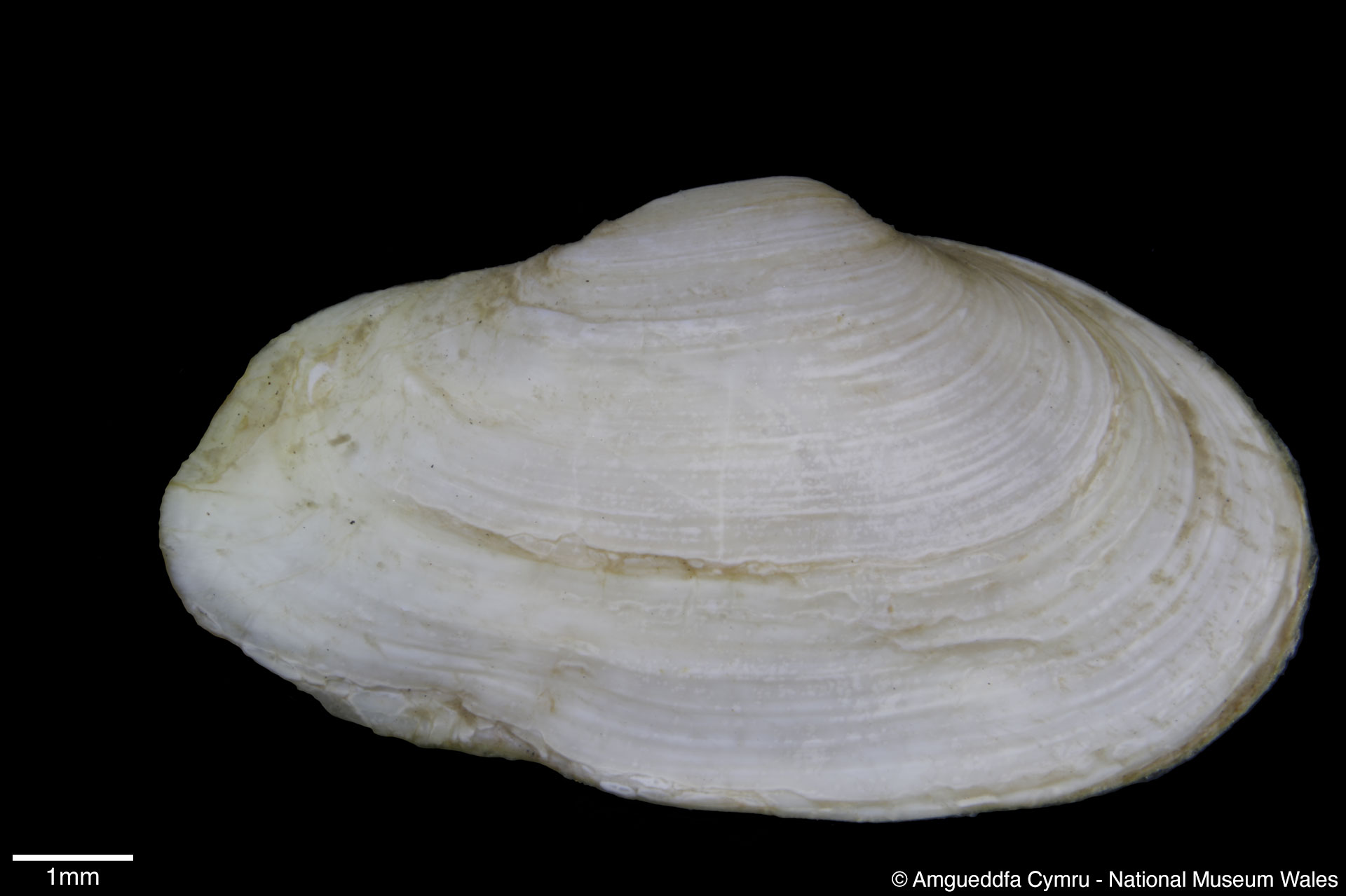 Mya arenaria Linnaeus, 1758