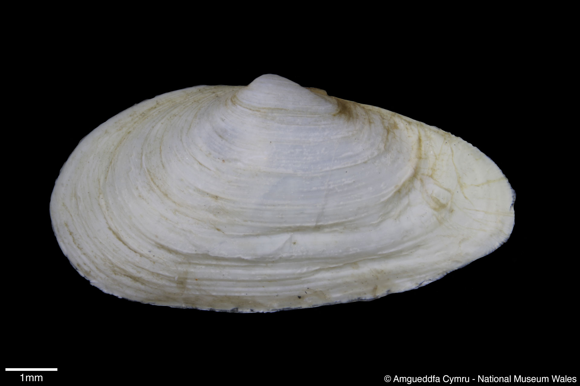 Mya arenaria Linnaeus, 1758