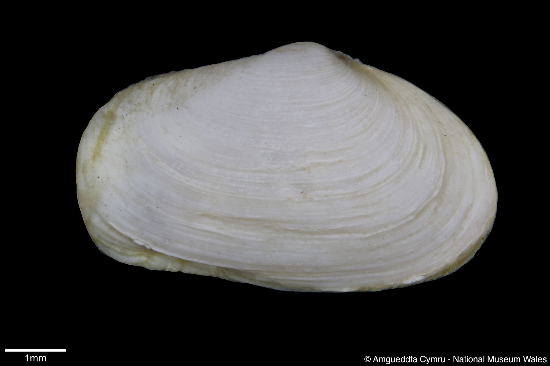 Mya arenaria Linnaeus, 1758