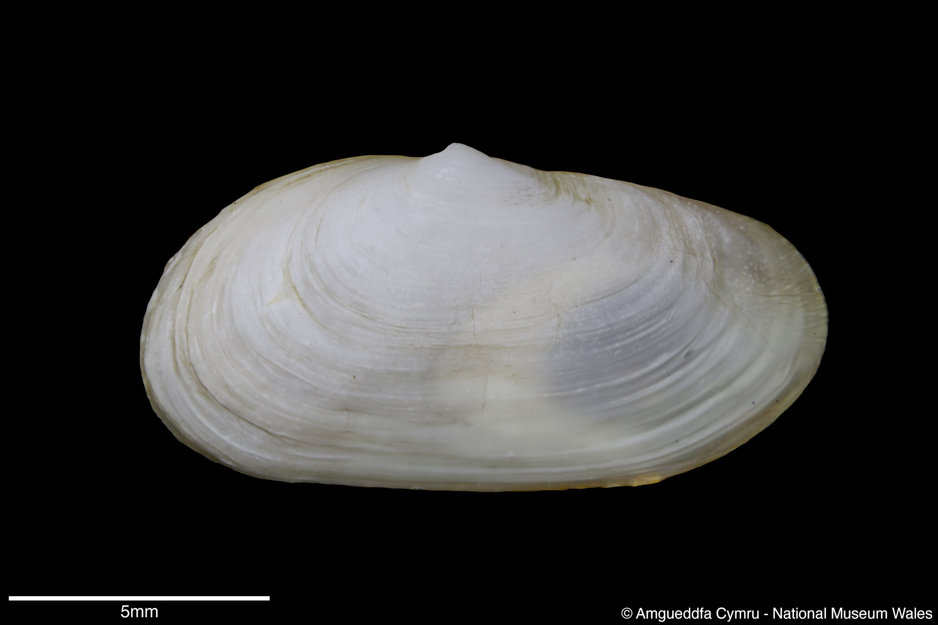 Mya arenaria Linnaeus, 1758