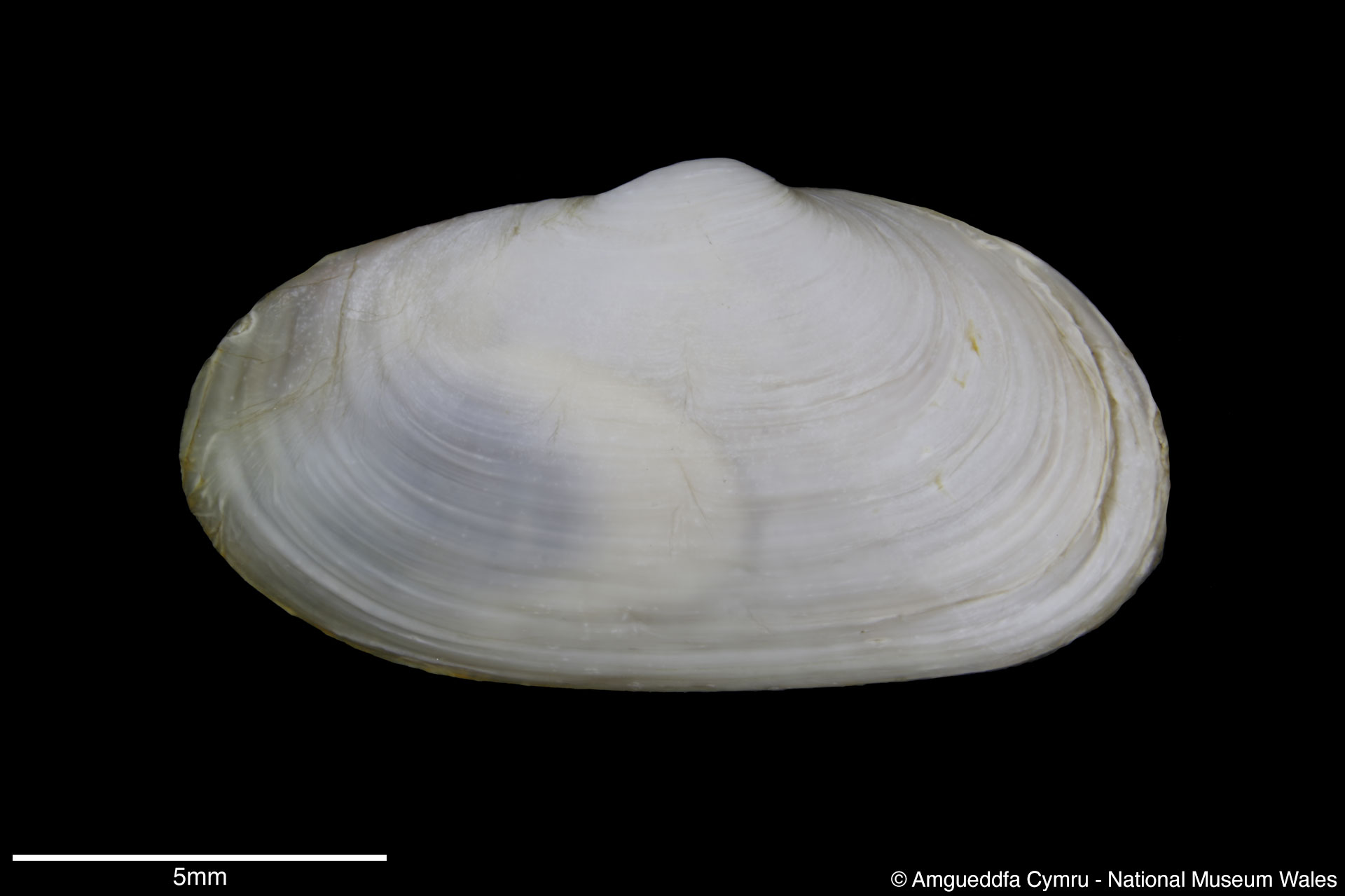 Mya arenaria Linnaeus, 1758