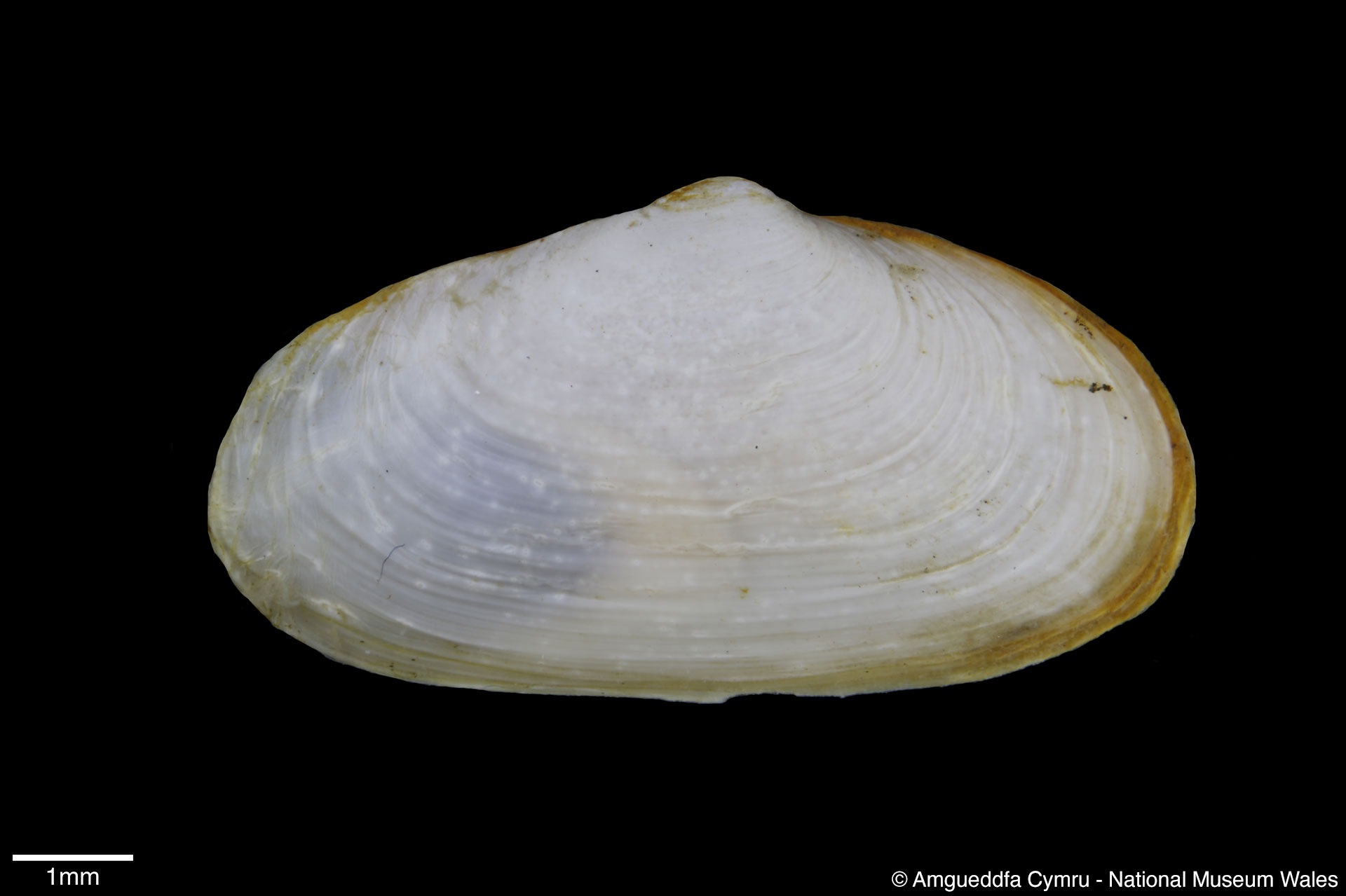 Mya arenaria Linnaeus, 1758