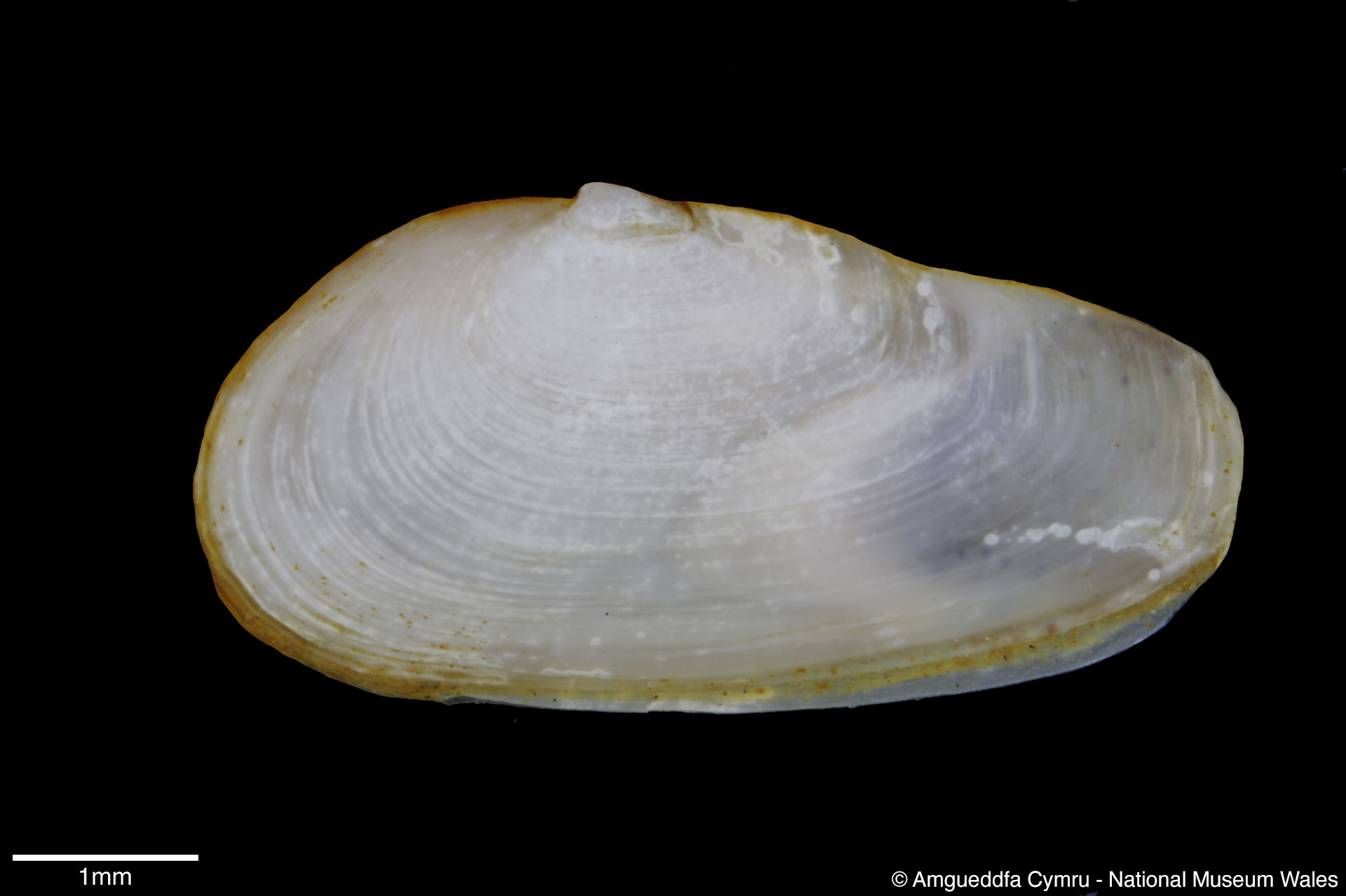 Mya arenaria Linnaeus, 1758