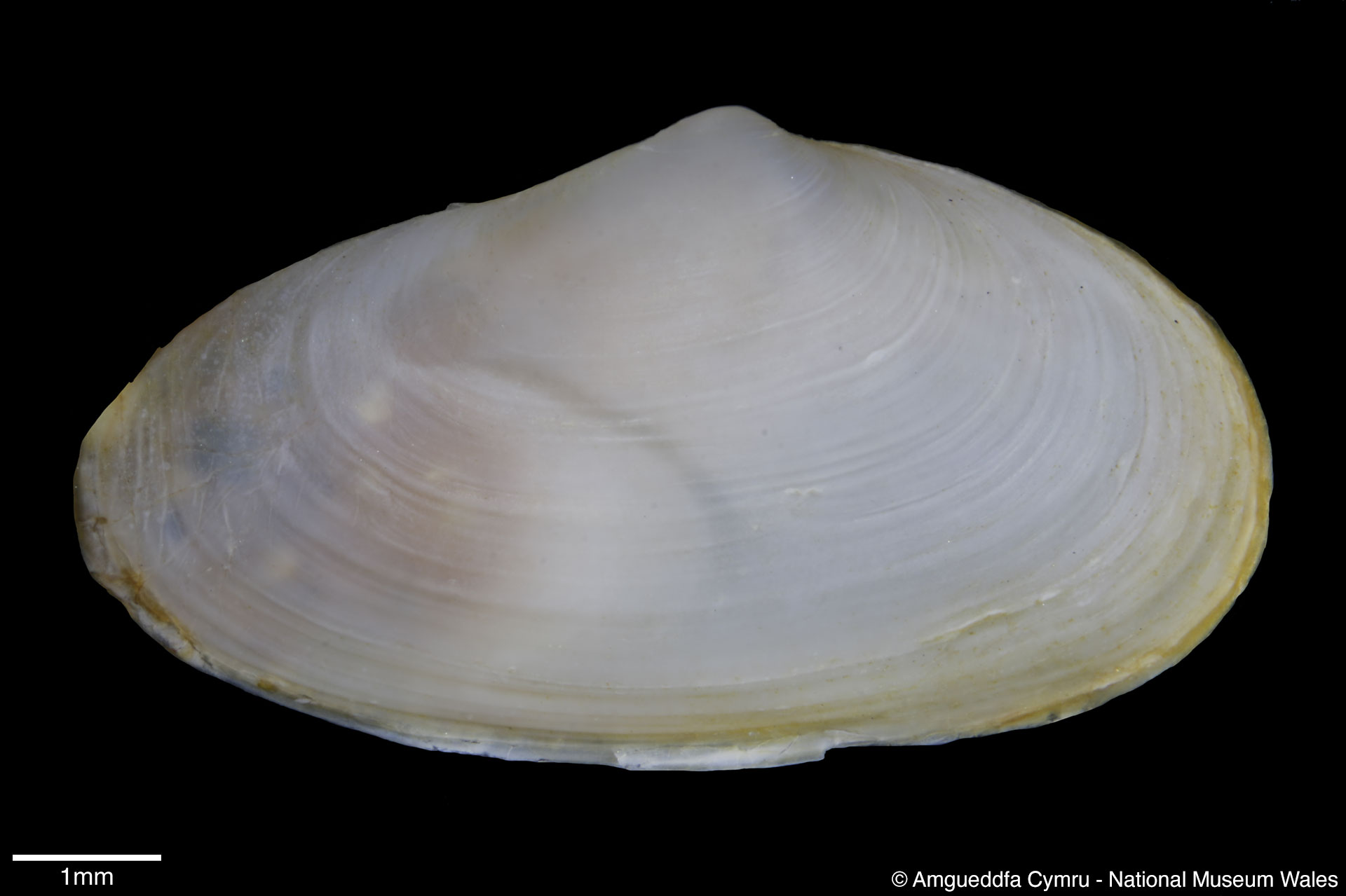 Mya arenaria Linnaeus, 1758