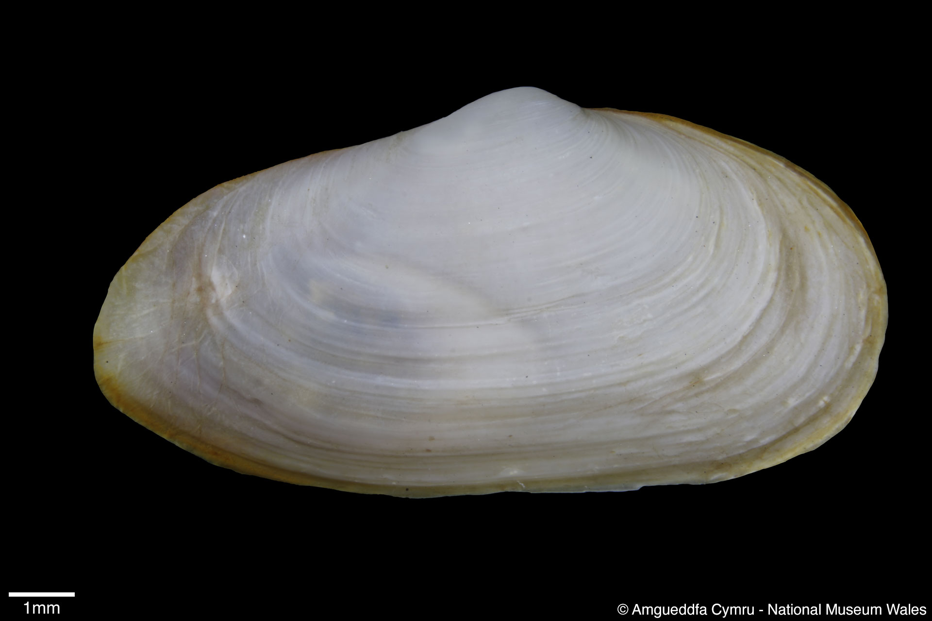 Mya arenaria Linnaeus, 1758