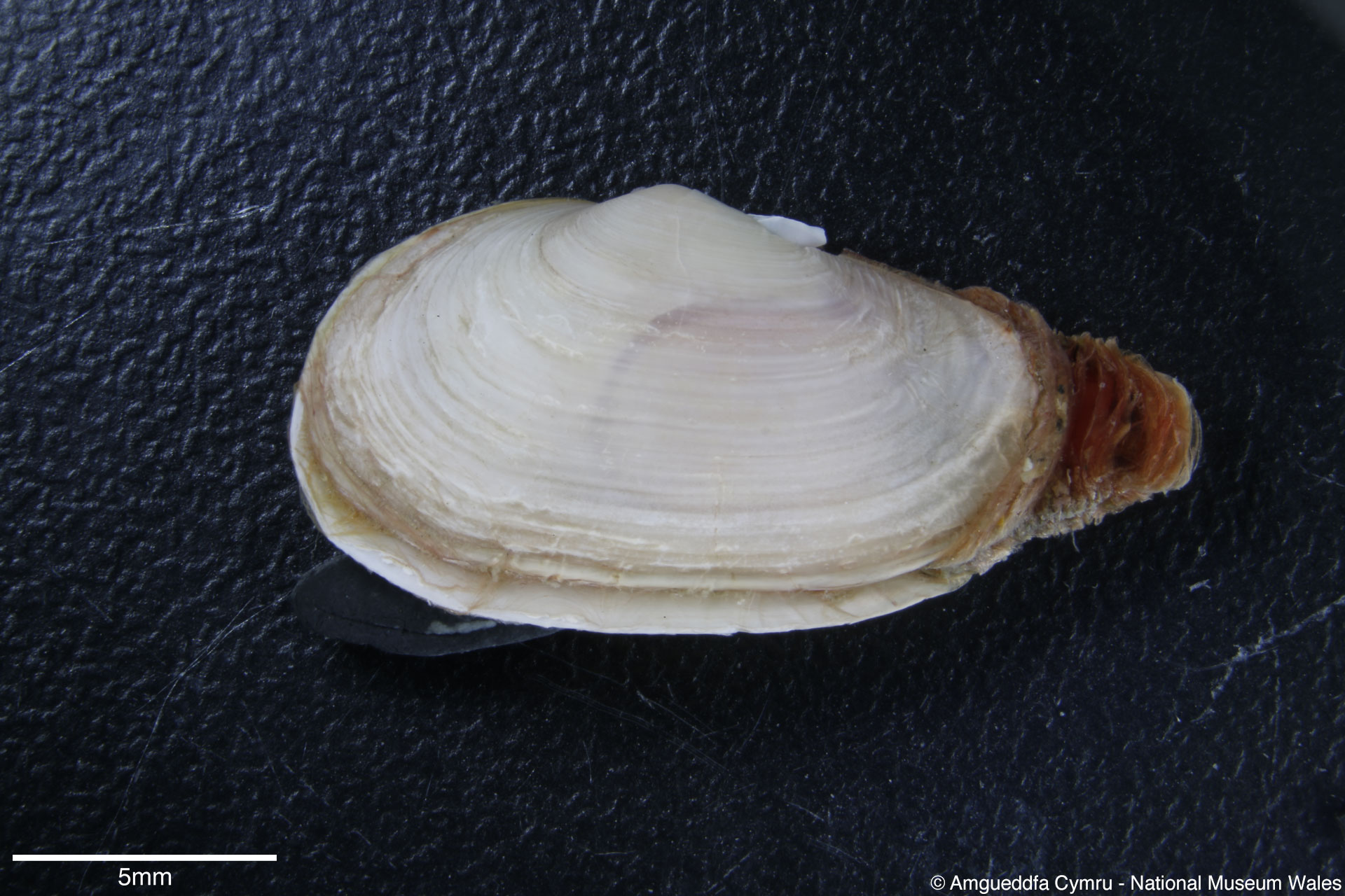 Mya arenaria Linnaeus, 1758